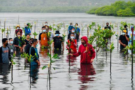 Presiden nyemplung tanam mangrov bersama masyarakat batam